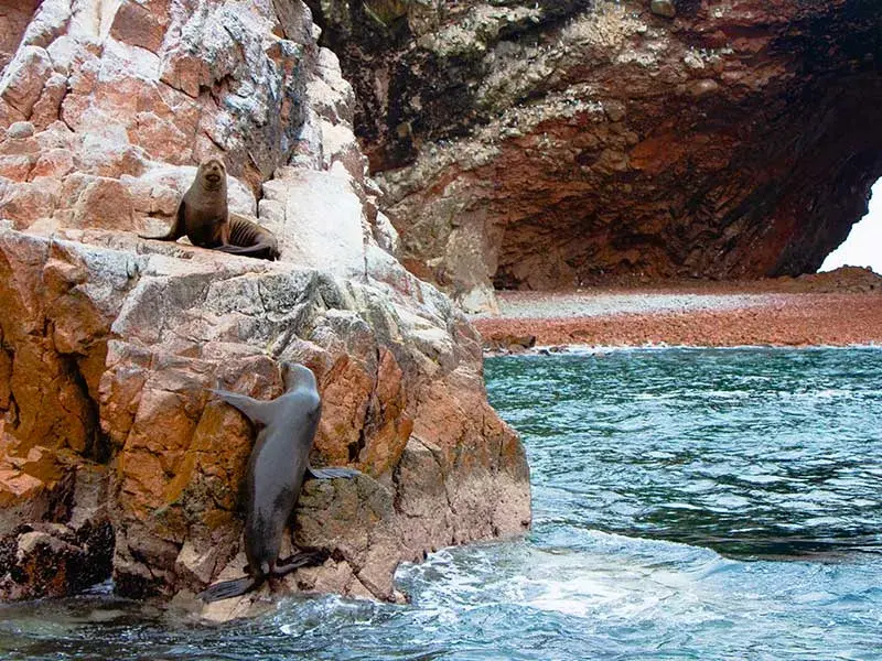 lobos marinos en Islas Ballestas
