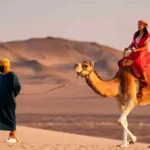 dromedarius en Ica