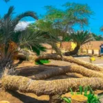 palmera de 7 cabezas