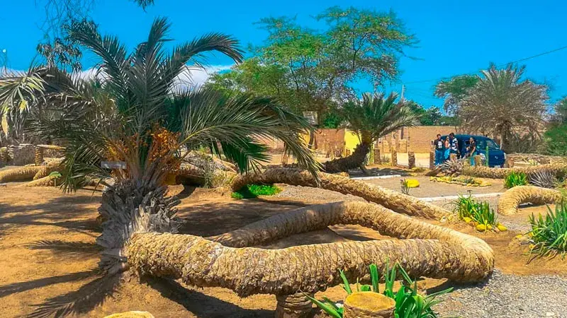 palmera de 7 cabezas