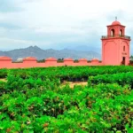 vi&ntilde;edo tacama en ica