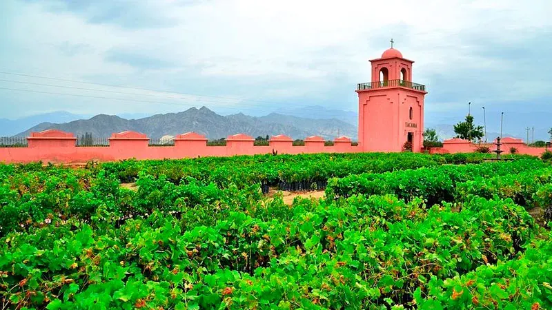 viñedo tacama en ica